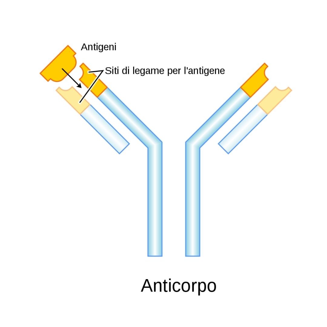 anticorpi monoclonari