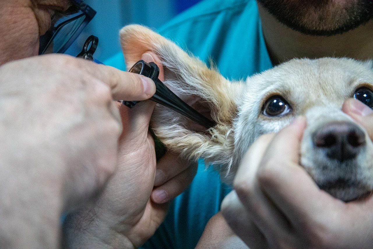 cliniche veterinarie