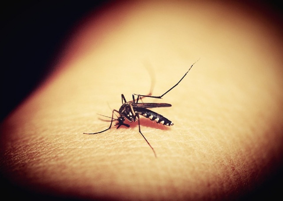 Zanzare - dengue