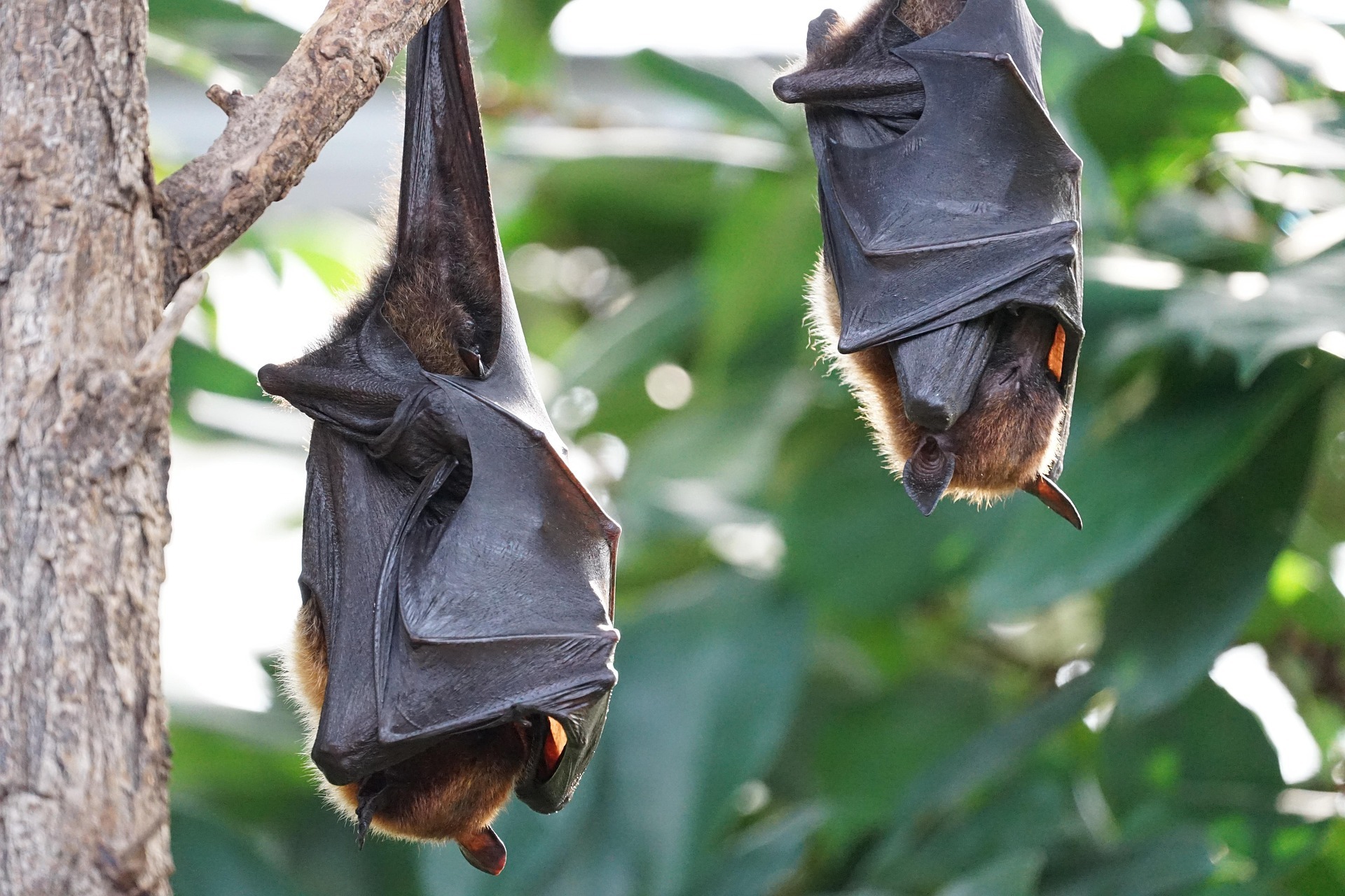 Il virus Nipah può essere trasmesso dai pipistrelli (Foto di Simon Berstecher da Pixabay)