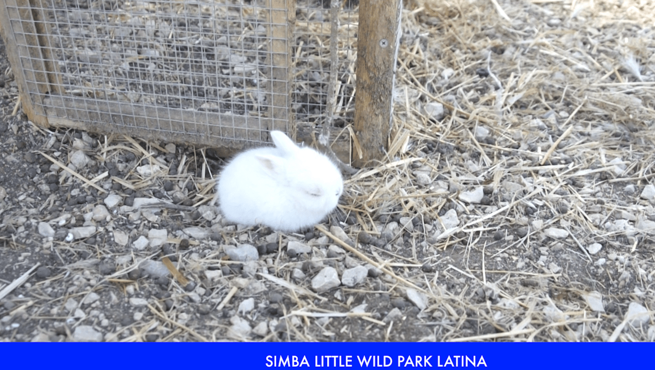 simba little wild park
