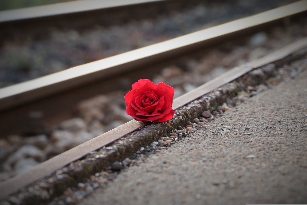 Giornata Mondiale Vittime del Terrorismo ( Foto di Goran Horvat da Pixabay)